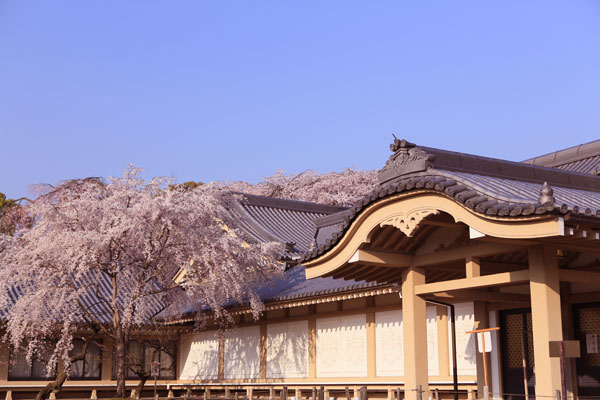 京都の桜_002
