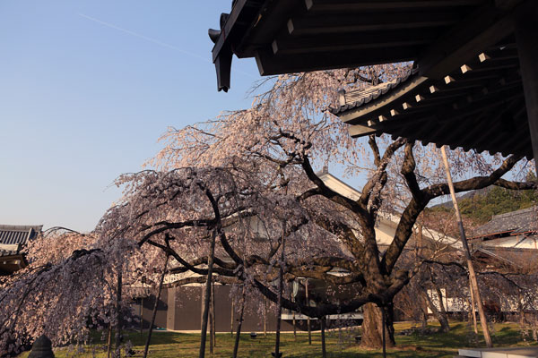 京都の桜_003