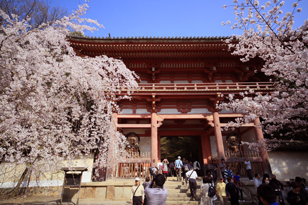 京都の桜_001