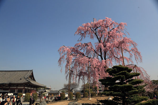 京都の桜_004