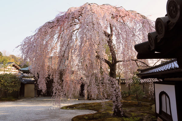 京都の桜_007